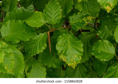 Exit Glacier, Alaska. USA. June 28, 2017. Sitka Alder. Alnus Sinulata