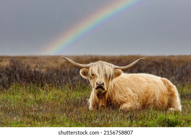 The Exmoor Highland Cow In The Field On Rainbow Sky Background