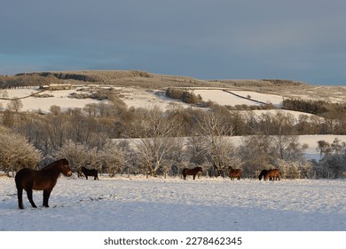 Exmoor ponies grazing in a snow covered landscape in bright sunshine - Powered by Shutterstock