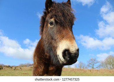 Exmoor Ponies At Hastings Country Park, UK