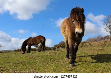 Exmoor Ponies At Hastings Country Park, UK