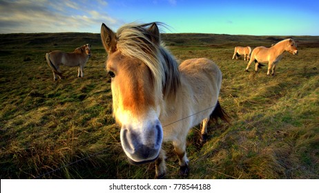 Exmoor Ponies On A Big Meadow In The Dunes Under A Blue Sky