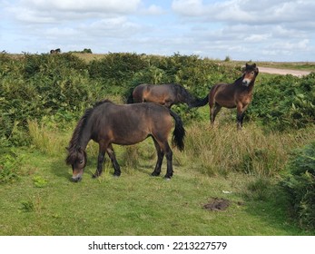 Exmoor Ponies Seen In The Exmoor National Park