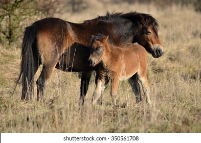 Exmoor Pony