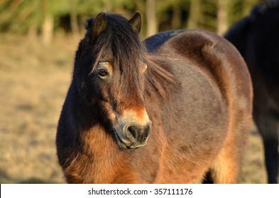 Exmoor Pony