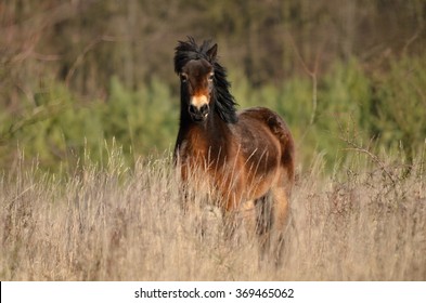 Exmoor Pony