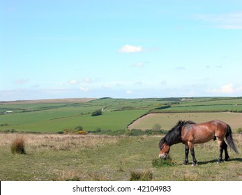 Exmoor Pony