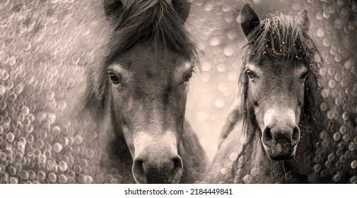 Exmoor Pony And Bokeh Background