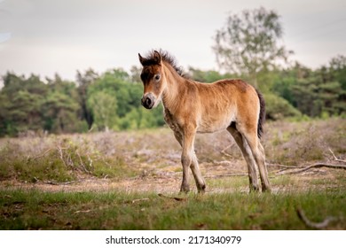 Exmoor Pony Foal An Nature Reserve Area Living In Freedom