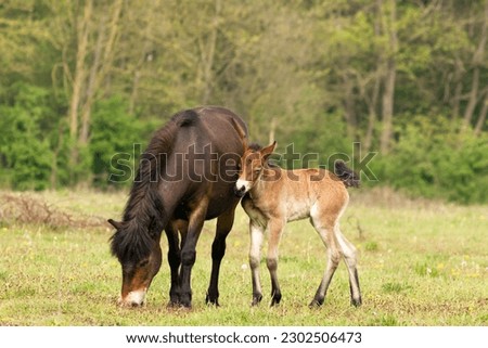 exmoor pony gives her mother a pet in the dutch nature reserve ' Maashorst' in Brabant