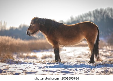 Exmoor Pony Grazing In Snow, Cold Winter Landscape And Clear Blue Sky..