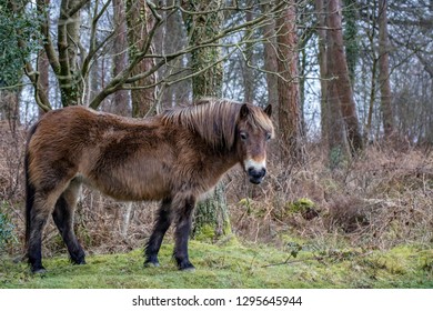 Exmoor Pony In Winter