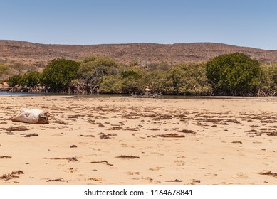 Exmouth, Western Australia - November 27, 2009: Sandbar With Driftwood And Dry Seaweed Separated Yardie Creek From Indian Ocean. Brown Dry Hills, Green Band Of Trees At Creek. Blue Sky.