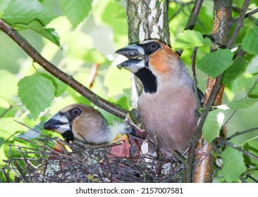 An exorbitantly large and powerful beak is necessary for the Hawfinch to crack the hard shells of the nuts and seeds with which it feeds