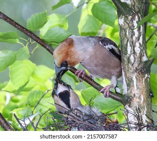 An exorbitantly large and powerful beak is necessary for the Hawfinch to crack the hard shells of the nuts and seeds with which it feeds
