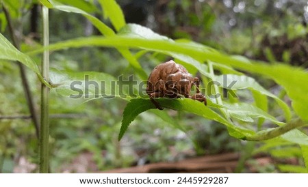 The exoskeleton of a cicada is attached to the leaves of a plant. Photo taken in the forest.