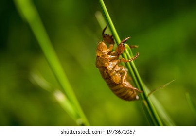 Exoskeleton From Cicada. Brood X.