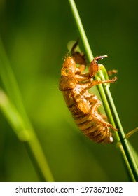 Exoskeleton From Cicada. Brood X.