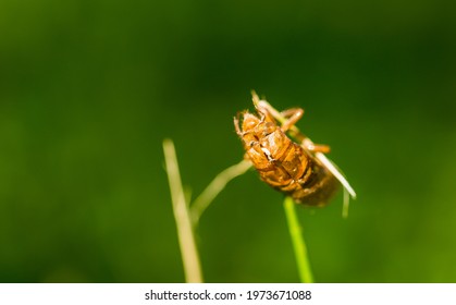 Exoskeleton From Cicada. Brood X.