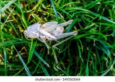 Exoskeleton Of A Grasshopper To Study The Life Cycle Of An Insect.