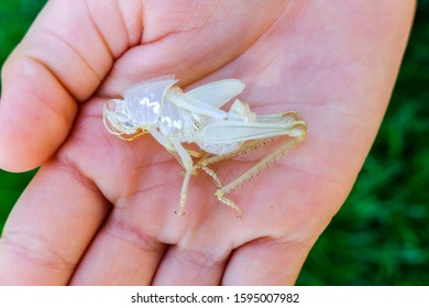 Exoskeleton Of A Grasshopper To Study The Life Cycle Of An Insect.