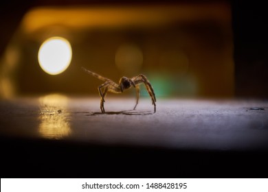 The Exoskeleton Of A Wolf Spider