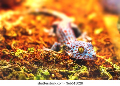  Exotic Animal Tokay Gecko Lizard