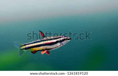 Exotic aquarium fish Dwarf Pencilfish Nannostomus marginatus. Macro view, selective focus. copy space.