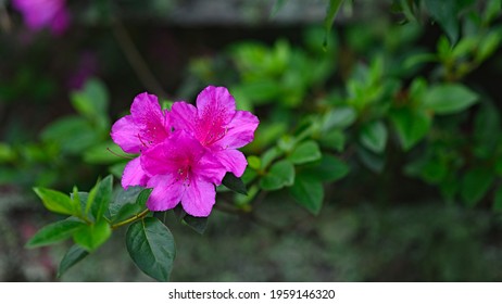 Dominican Flowers Images Stock Photos Vectors Shutterstock