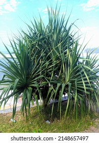 Exotic And Beautiful Pandanus Tree