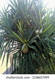 Exotic And Beautiful Pandanus Tree