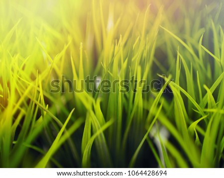 The exotic beautiful wallpaper background image of close-up fresh green grasses in the morning see the flare lighting from the left top corner