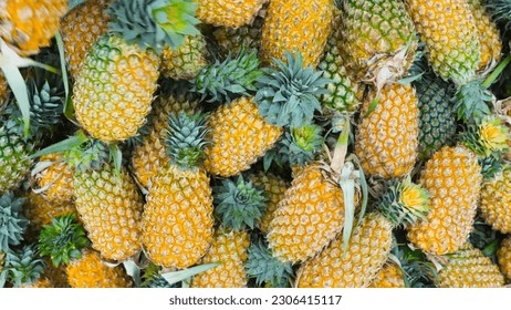 Exotic Beauty of Wild Pineapples in this Vibrant Image - Pineapple pineapple fruit pine apple tropical fruit ananas comosus pina prickly fruit
