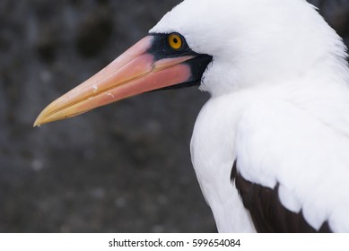 exotic bird