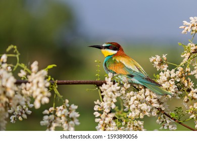 exotic bird among flowers of a blossoming tree - Shutterstock ID 1593890056