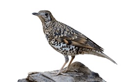 Exotic Bird With Camouflage In Tiger Livery Proundly Standing On Old Timber Isolated On White Background, White's Thrush (zoothera Aurea)
