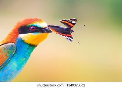 Exotic Bird With A Colored Butterfly In The Beak