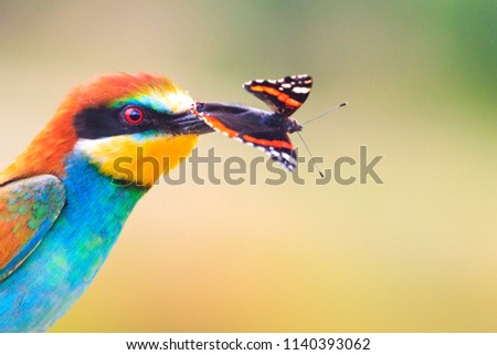 Exotic bird with a colored butterfly in the beak