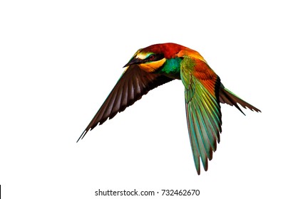 Exotic Bird Flying Isolated On White Background