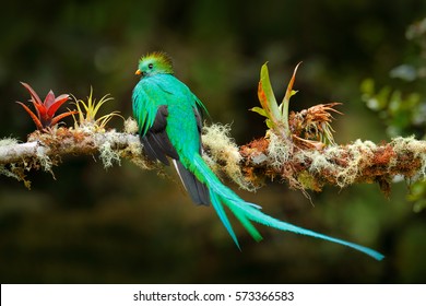 Exotic bird with long tail. Resplendent Quetzal, Pharomachrus mocinno, magnificent sacred green bird from Savegre in Costa Rica. Birdwatching in America.