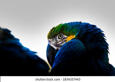Exotic bird, a parrot, with striking colors. His look and attentive attitude stand out