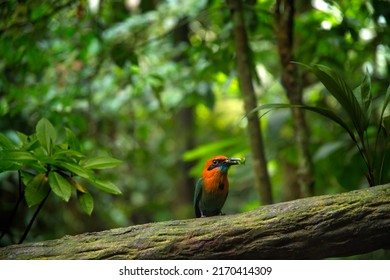 Exotic bird in the tropical jungle