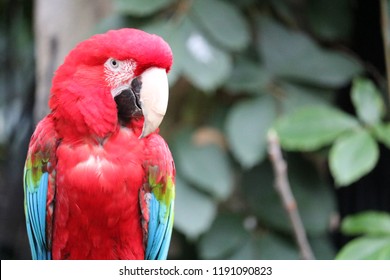 Exotic Birds In Indoor Aviary