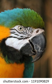 Exotic Birds In Indoor Aviary