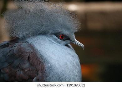 Exotic Birds In Indoor Aviary