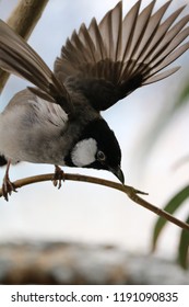 Exotic Birds In Indoor Aviary