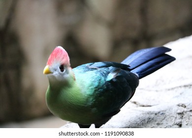 Exotic Birds In Indoor Aviary