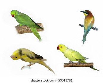 Exotic Birds Isolated On White Rose-ringed Parakeet,European Bee Eater,Yellow Canary