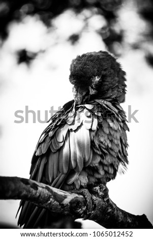 Similar – Image, Stock Photo the crow Beautiful Zoo