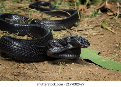 Exotic Black Snake Ready To Attack, Mangrove Snakes Black Boiga, Cat Snake, Boiga Dendrophila, Animal Closeup